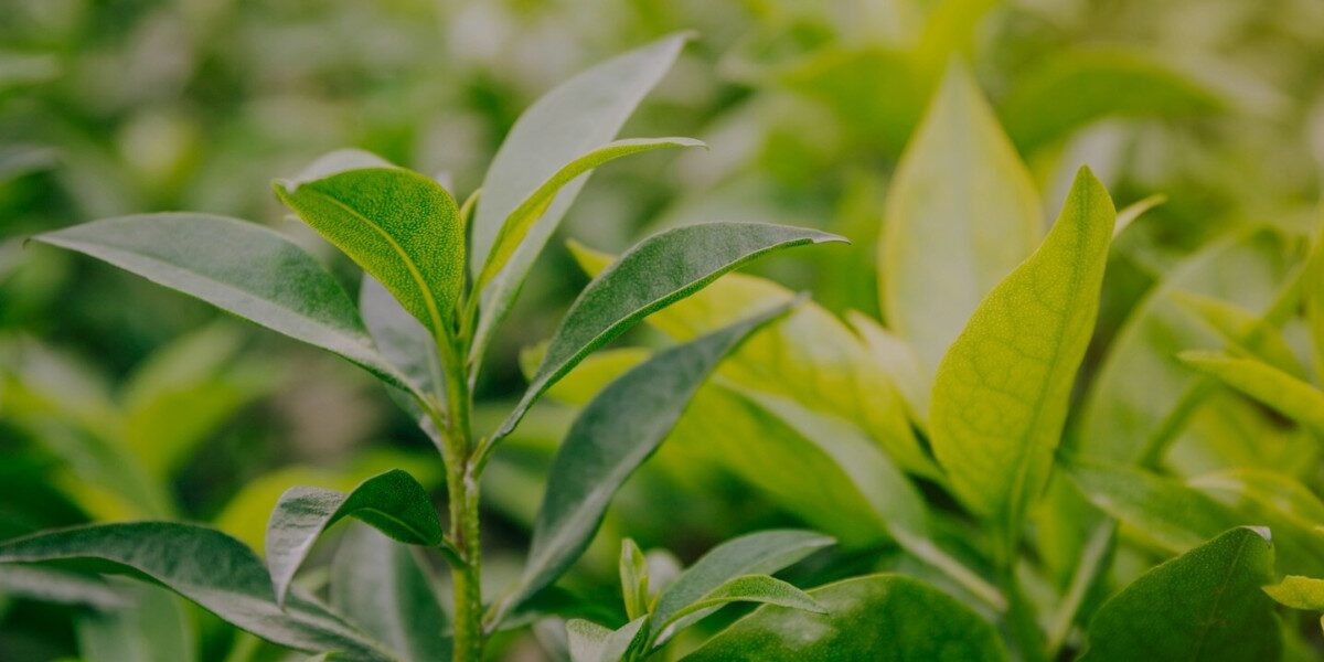 Introduction to Organic Tea