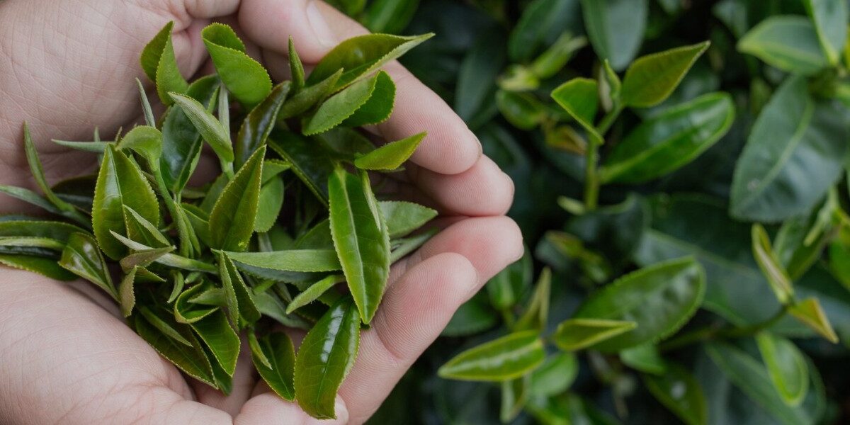 Organic Certification & What It Means