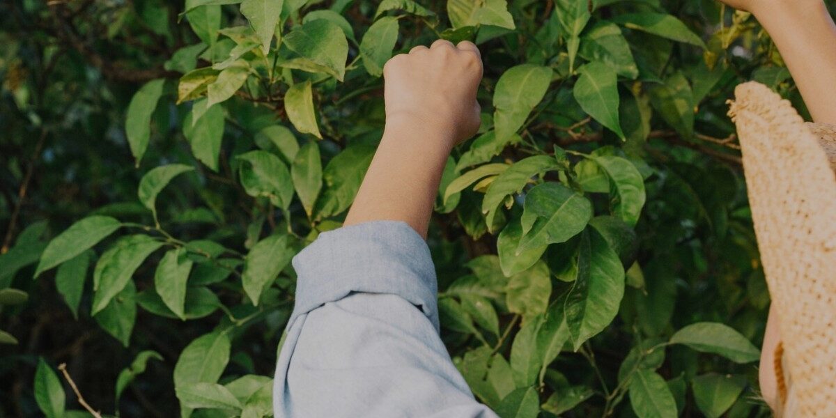 Supporting Small Tea Farmers